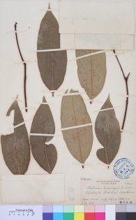 Specimen thumbnail